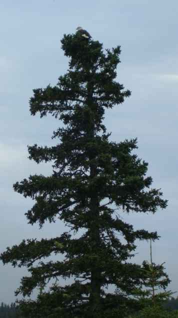 Christmas Tree Eagle